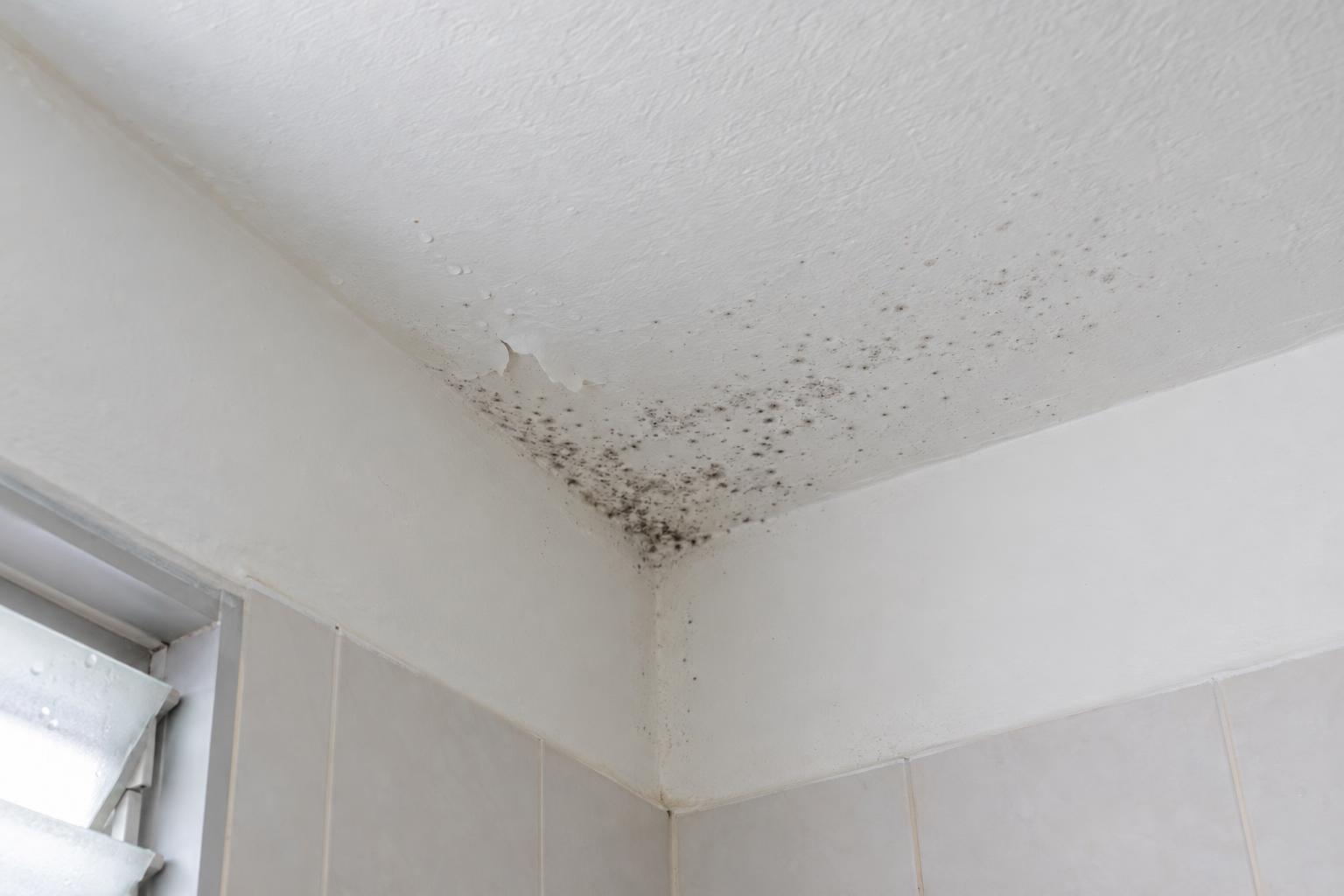 Grey mould specks reappearing through fairly new white paint in the ceiling corner of a Singapore bathroom, with one patch of paint blistering and peeling